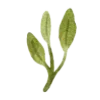 🌿