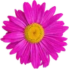 🌺