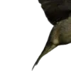 🕊️