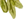 🍃