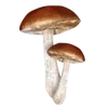 🍄