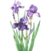 🌷