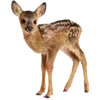 🦌