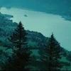 🌲