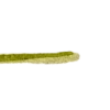 🌿