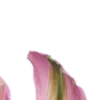 🩷