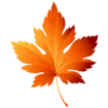 🍁