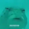 🐠