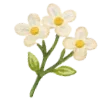 🌼