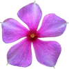 🌸