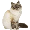 🐱
