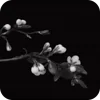 🌸