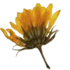 🌻