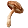 🍄