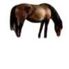 🐎