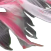🩷