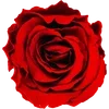 🌹