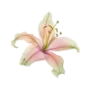 🌸