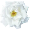🌼