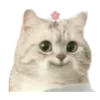 😺
