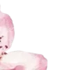 🩷