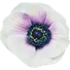 🌼