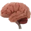 🧠