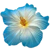 🌺