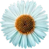 🌼