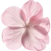 🌸