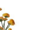 🌼