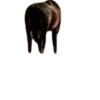 🐎