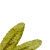 🍃