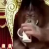 🍵