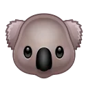 🐨
