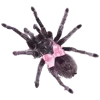 🕷️