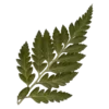 🌿
