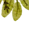 🍃