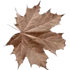 🍁