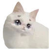 🐱