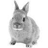 🐰