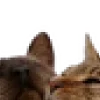 🐱