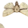 🦋