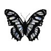 🦋