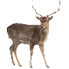 🦌