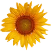 🌻