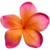 🌸