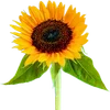 🌻