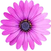 🌸