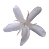 🌸
